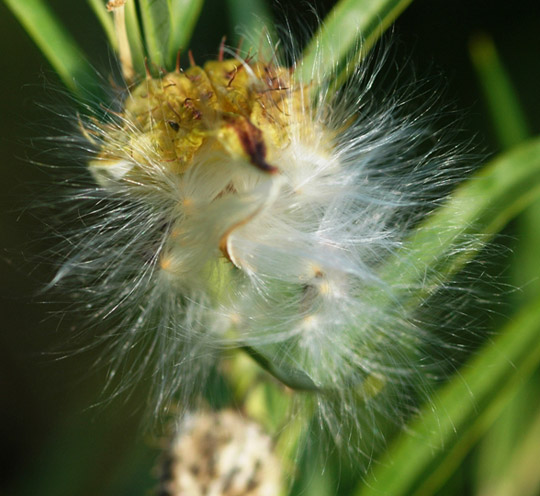 Seeds: Photographed by Johan Wentzel